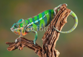 Fototapety Panther Chameleon
