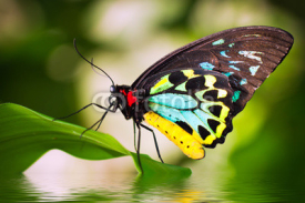 Obrazy i plakaty Male Birdwing butterfly (Ornithoptera euphorion)