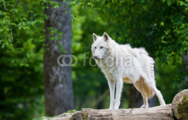 Naklejki Large adult arctic wolf in the forest