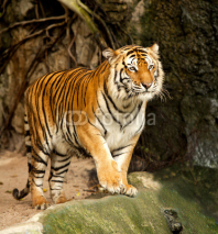 Naklejki Portrait of a Royal Bengal tiger