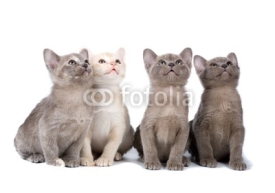 Fototapety Four burma kittens on the white background looking up