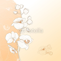 Fototapety Orchid flower card