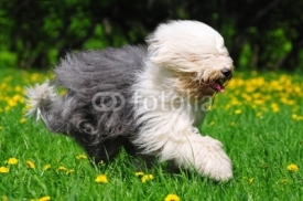 Naklejki Hairy bobtail (old English sheepdog) running in park
