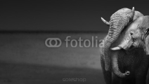 Naklejki Słonie