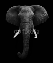 Naklejki African Elephant isolated