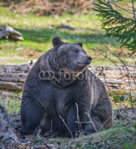 Naklejki brown bear - male
