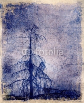 Naklejki Grunge background with larch tree