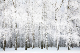 Fototapety Russian winter in january