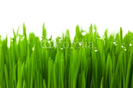 Fresh green wheat grass with drops dew / isolated on white with