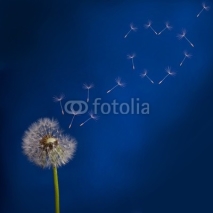 Obrazy i plakaty dandelion and flying seeds heart shape