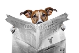 Naklejki dog reading a newspaper