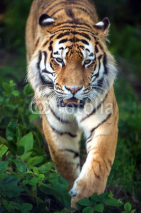 Naklejki Siberian Tiger