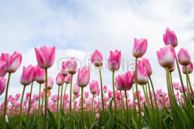 Naklejki Pink tulips