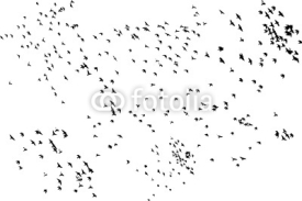 Naklejki flock of pigeons   flying