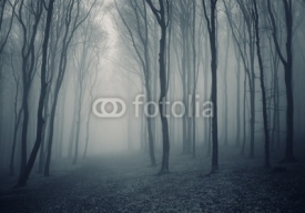 Naklejki elegant forest with fog