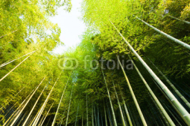 Naklejki bamboo forest