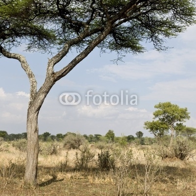 Scenic view with tree in the Serengeti, Tanzania, Africa