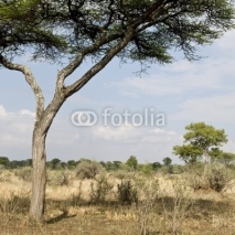 Fototapety Scenic view with tree in the Serengeti, Tanzania, Africa