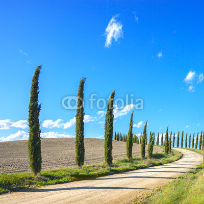 Tuscany, Cypress Trees white road landscape, Italy, Europe.