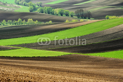 Fields and agriculture, spring countryside, Ponidzie, Poland	