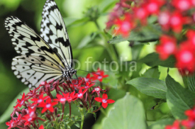 Naklejki 蝶の楽園