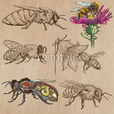 bees, beekeeping and honey - hand drawn vector pack 2