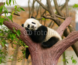 Naklejki Sleeping giant panda baby