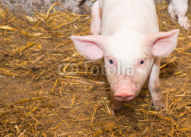 Fototapety Piglet pig