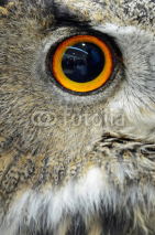 Naklejki Eurasian Eagle Owl