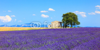 Lavender flowers blooming field, house and tree. Provence, Franc