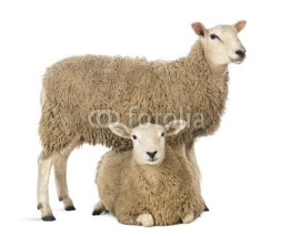 Naklejki Sheep standing over another lying