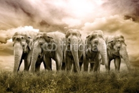 Fototapety Elefantenherde