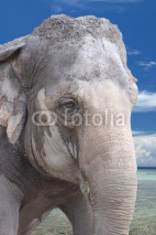 Fototapety elephant eye