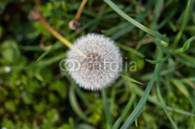 Naklejki Dandelion in the grass