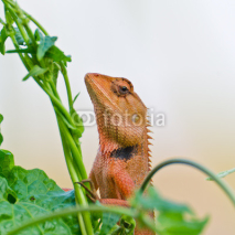 Fototapety tree lizard