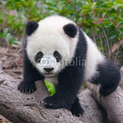 Cute young panda cub