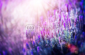 Fototapety Lavender Flowers Field. Growing and Blooming Lavender