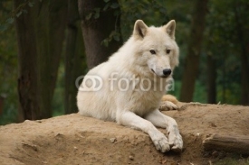 Naklejki white wolf