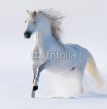 Naklejki Galloping snow-white horse