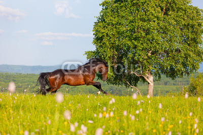 bay horse goes on a green meadow