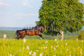 Naklejki bay horse goes on a green meadow
