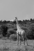 Fototapety Girafes d'Afrique en liberté