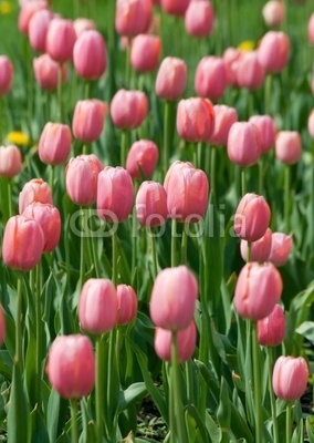 blossoming pink tulips