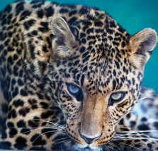 Naklejki Leopard