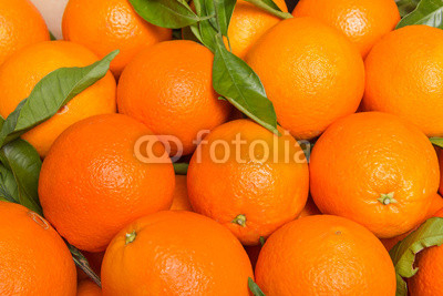 Tasty valencian oranges freshly collected
