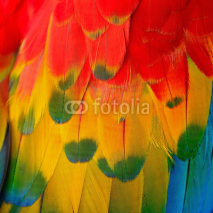 Naklejki Scarlet Macaw feathers