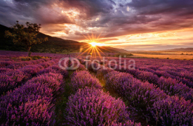 Naklejki Stunning landscape with lavender field at sunrise