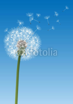 Fototapety vector dandelion on blue