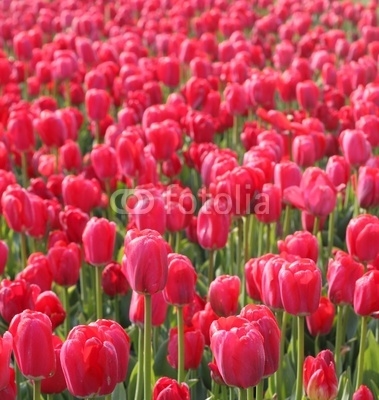 Red tulips in arboretum