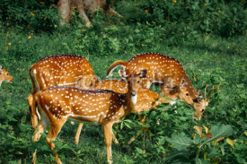 Fototapety Deers